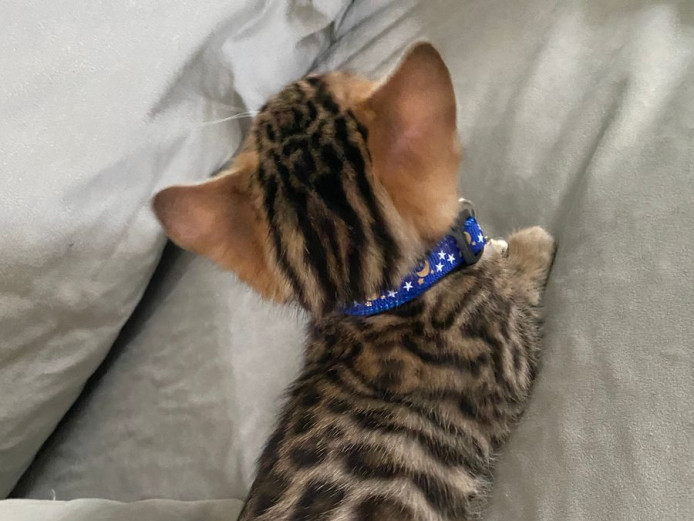  Beautiful Bengals for sale