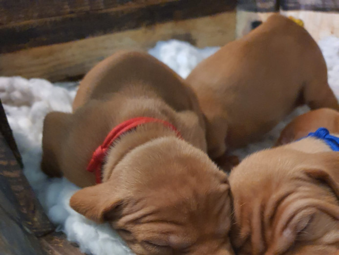 Hungarian Vizsla pups 