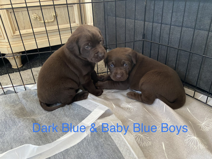 Diligent Boys And Girls Chocolate Labrador  Puppies