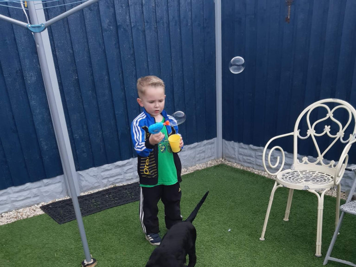 4 month old Cocker spaniel 