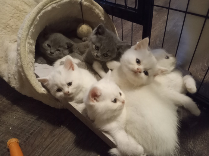 Pure white and blue british shorthairs . Male and female in the litter 