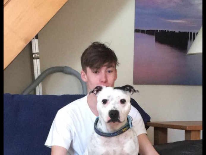 Loving male Staffordshire bull terrier