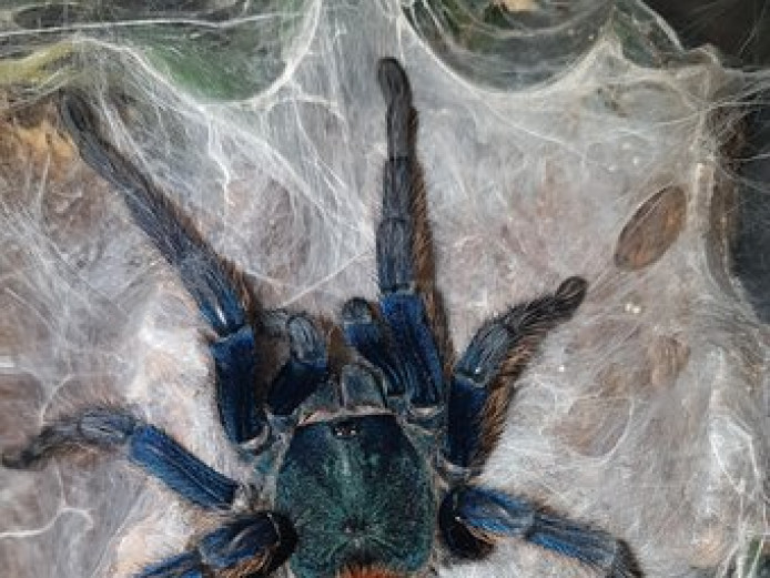Green Bottle Blue 