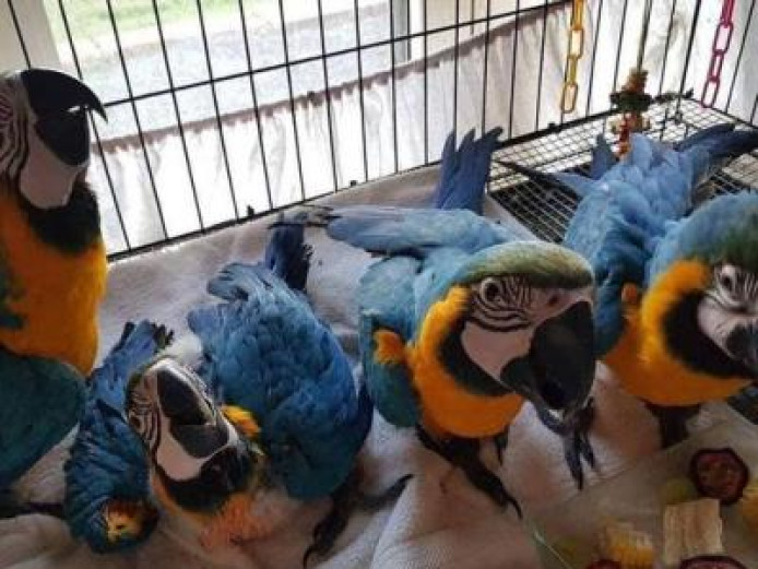 Blue and Gold Macaw For Sale
