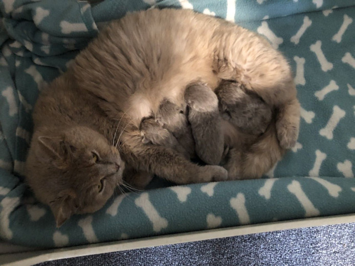 Pure Breed British shorthair kittens Gccf Reg non-active.