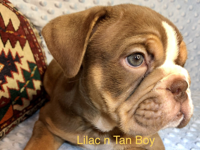 English bulldog puppies 