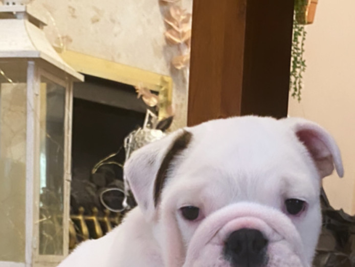 British bulldogs puppies for sale 