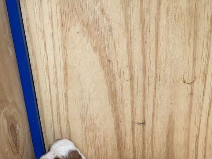 beautiful cocker spaniel pups