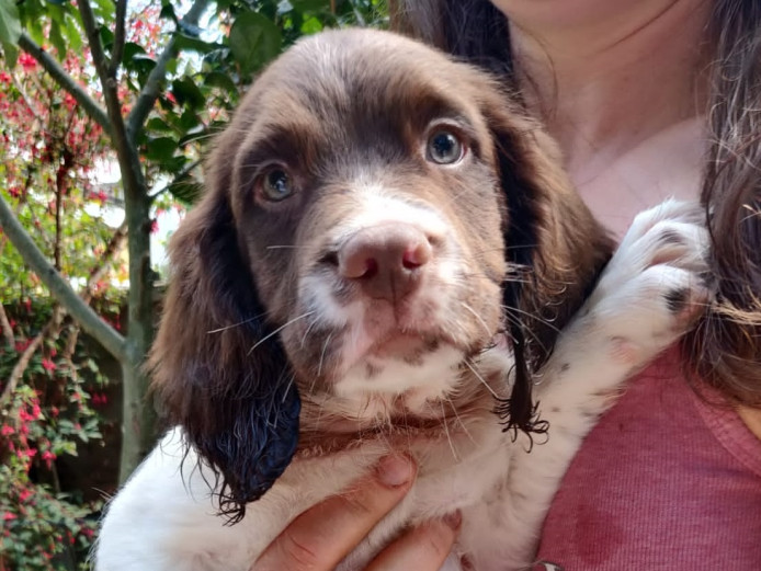 KC Registered English Springer Spaniel puppies for sale