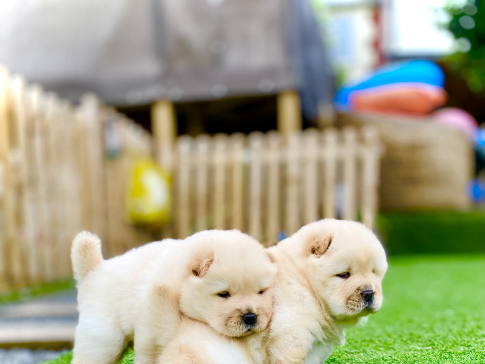 Adorable cream chow chow puppies