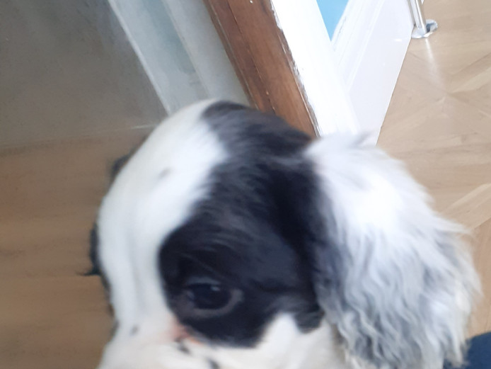 The Three Musketeers!