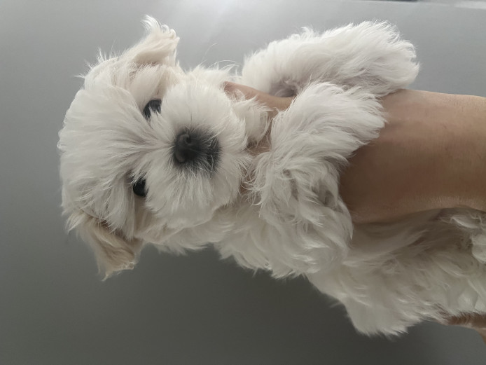 Maltese Puppies