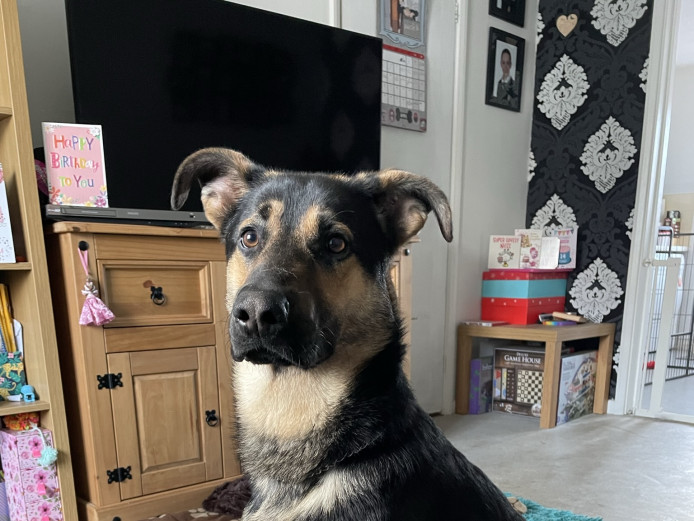 German Shepard cross