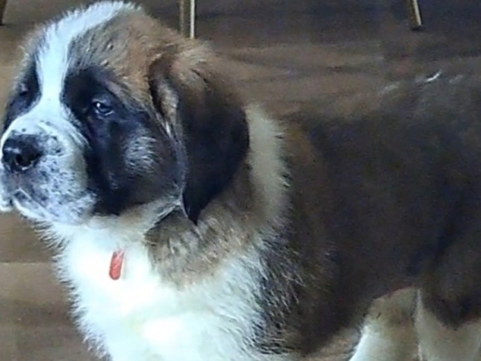 Stunning strong litter of St. Bernard Pups