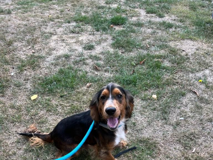 Beautiful Cocker Spaniel Puppies 