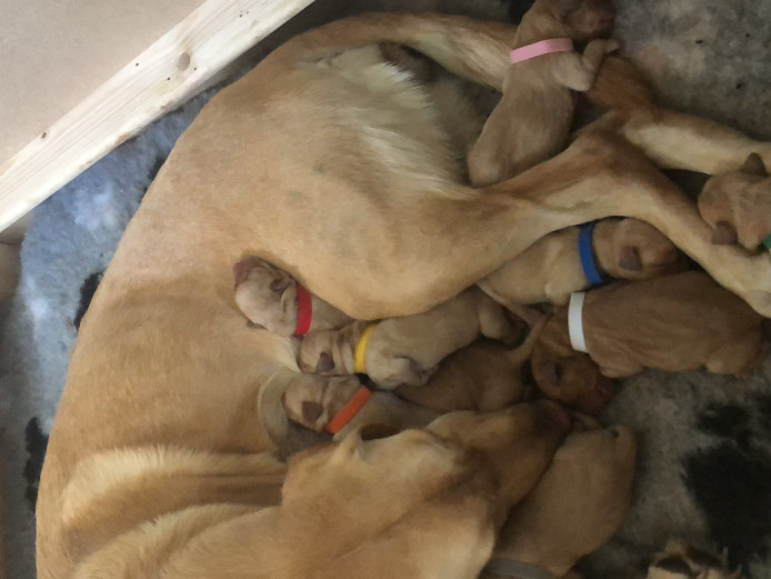 Gorgeous Labrador puppies for sale