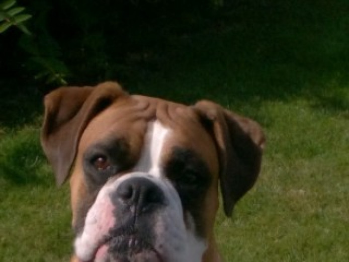 White Boxer Puppy Boxer for Sale East Riding of Yorkshire Mypetzilla