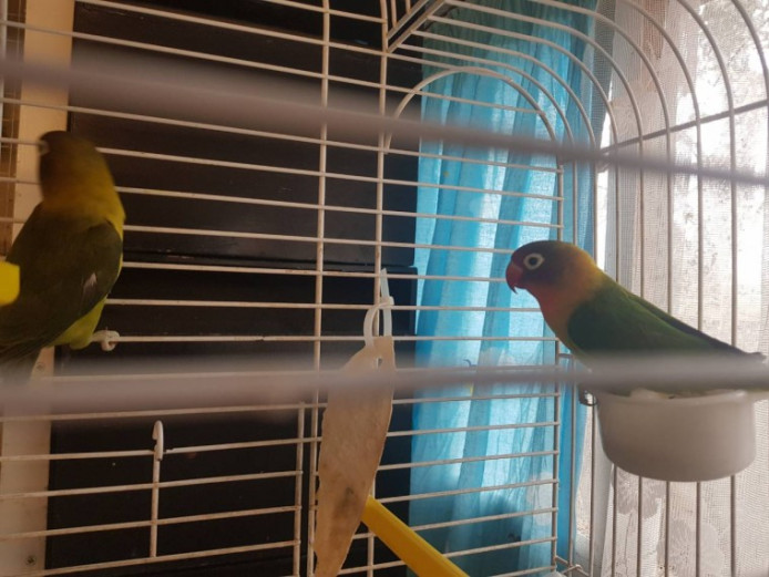 Beautiful Lovebirds For Sale Lovebirds for Sale Middlesex Mypetzilla