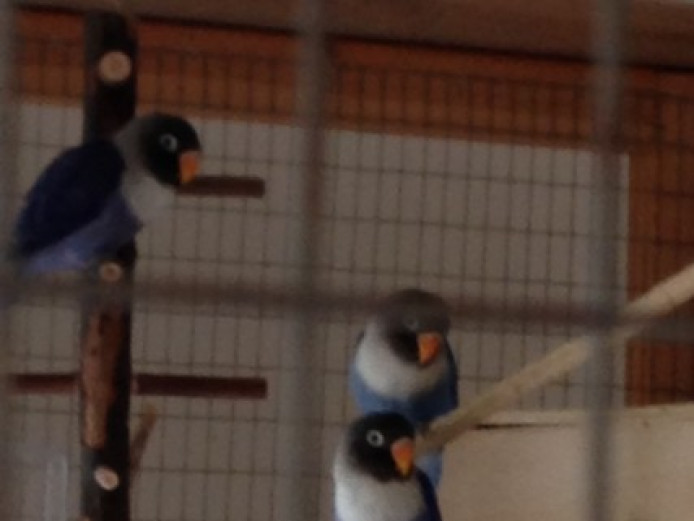 Baby Blue Masked Lovebird Pairs Lovebirds for Sale Kent Mypetzilla