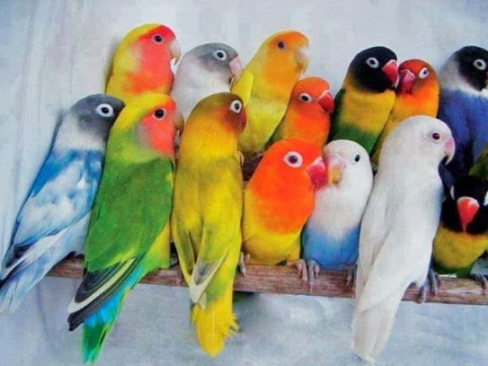 Lovebirds For Sale Lovebirds for Sale Staffordshire Mypetzilla