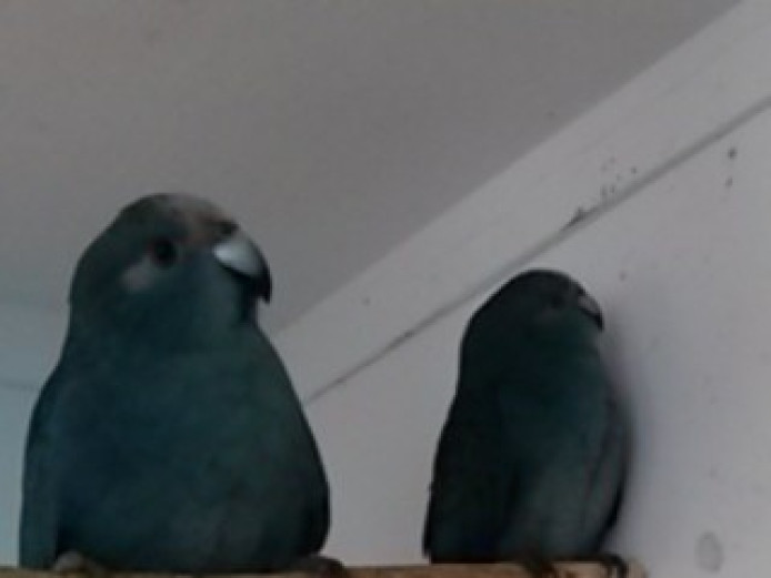 Pair Of Blue Kakarikis Parakeets for Sale Staffordshire Mypetzilla