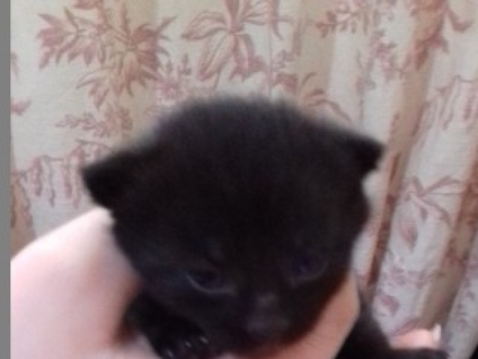 Cross Ragdolls Kittens Ragdoll for Sale North Yorkshire Mypetzilla