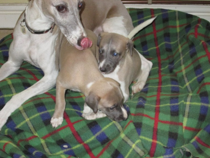 Beautiful Whippet Pups Whippet for Sale Carmarthenshire Mypetzilla