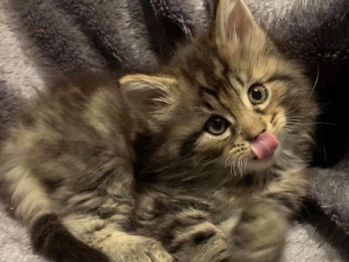 Maine Coon.bengal Mix Babies Maine Coon for Sale East Riding of