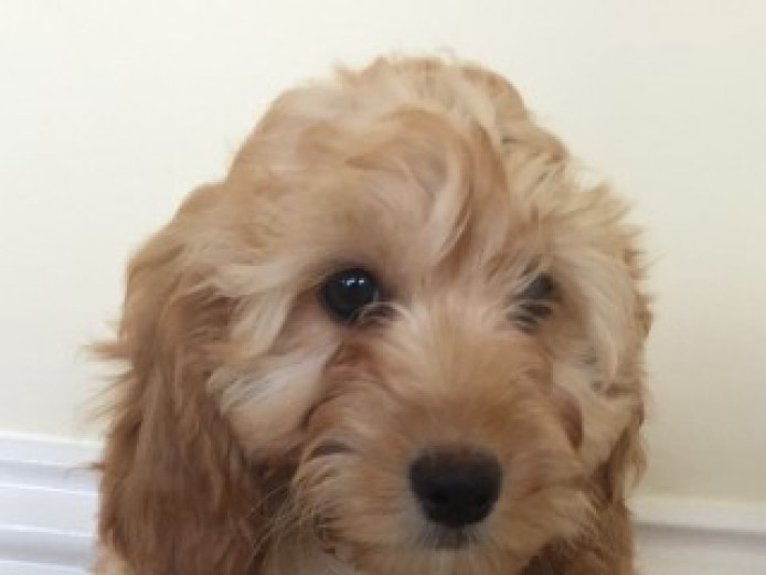 Miniature F1 Cockapoo Puppies Cockapoo for Sale Kent Mypetzilla
