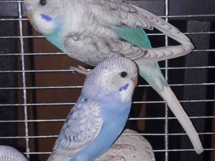 Baby Budgies For Sale . Budgerigars for Sale Northamptonshire