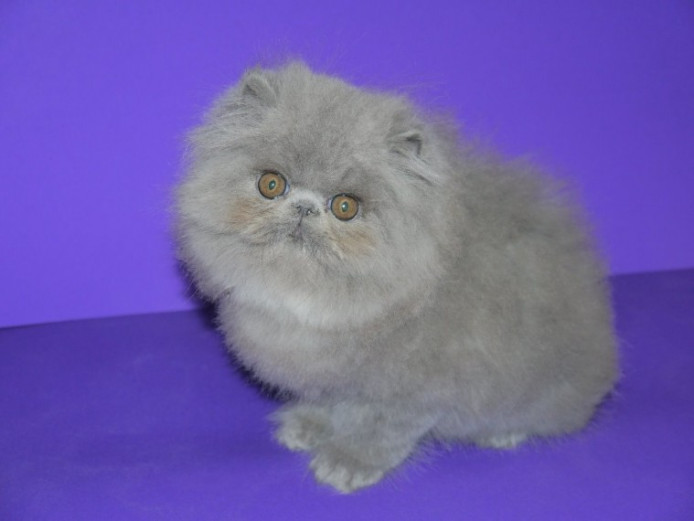 Beautiful Blue Persian Kittens. Persian for Sale Ayrshire Mypetzilla