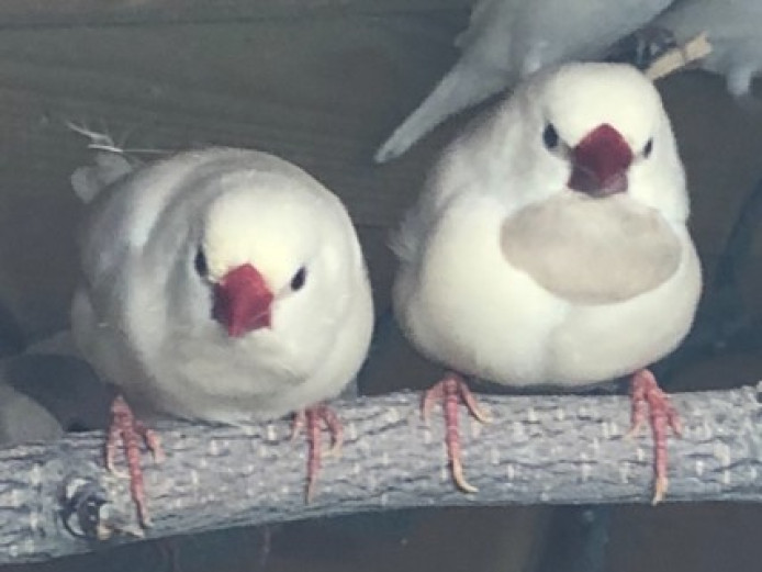 2 Pairs Of Hecks Finches | Finches for Sale | Essex | Mypetzilla