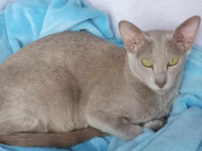 Oriental Lilac. Oriental for Sale Somerset Mypetzilla