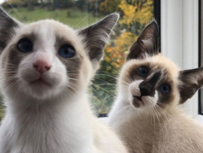 Beautiful Blue Eyed Snowshoe Kittens. Snowshoe for Sale Devon