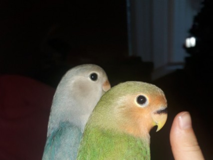 Handreared Lovebirds Lovebirds for Sale Devon Mypetzilla