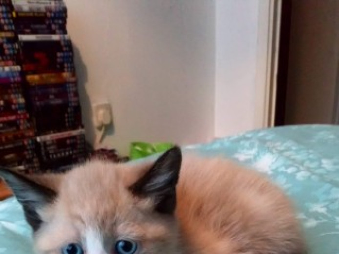 5 Snowshoe Kittens Snowshoe for Sale Hampshire Mypetzilla