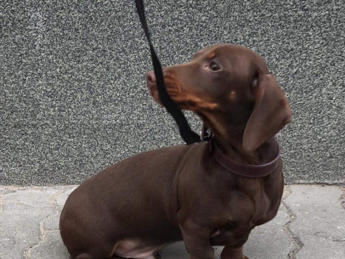 Chocolate dachshund sale