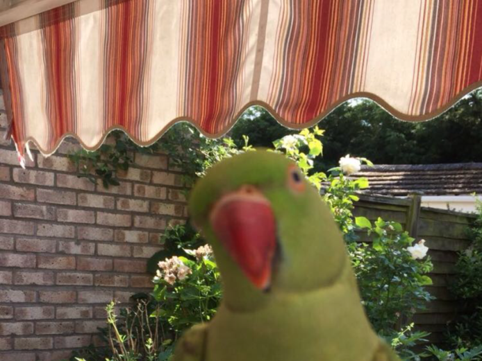 Green ringneck for sale