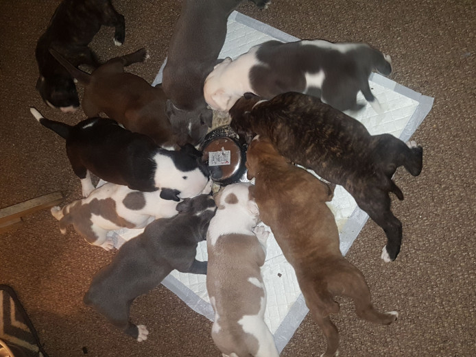 **Chunky olde English bulldogs**