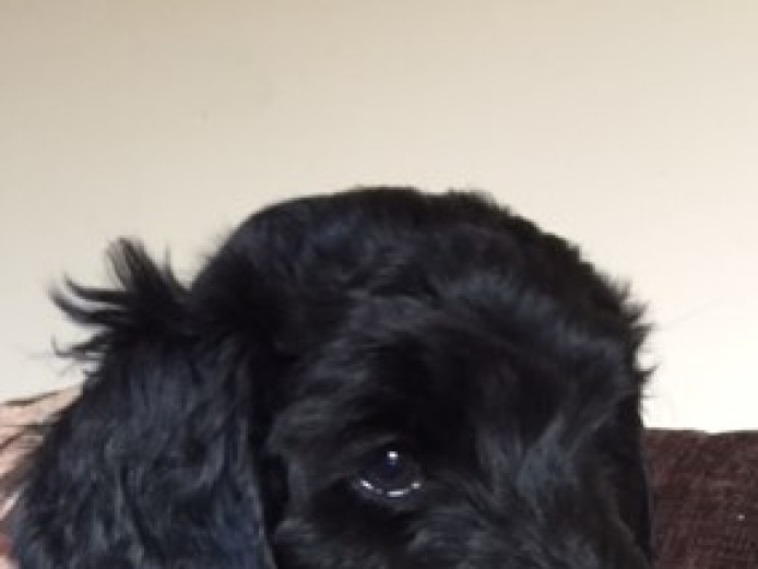 Black Goldendoodle Girl Puppy!