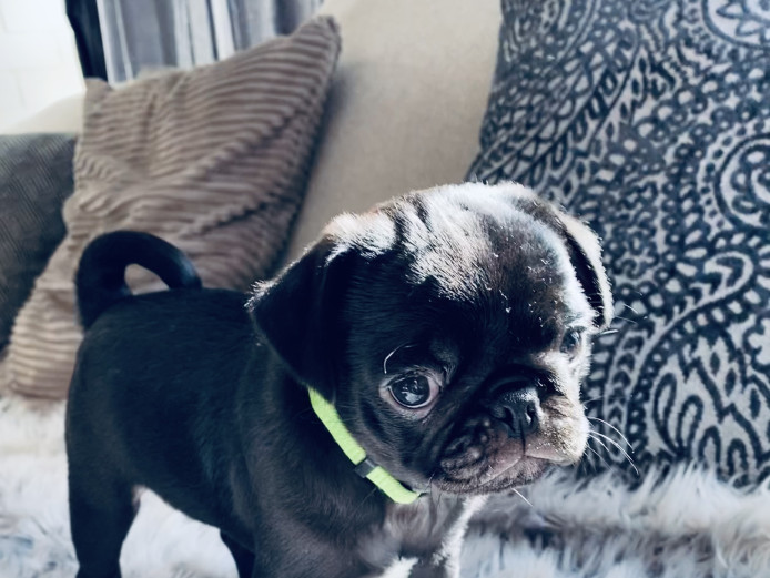 Kennel club reg. pug girl (ready now )