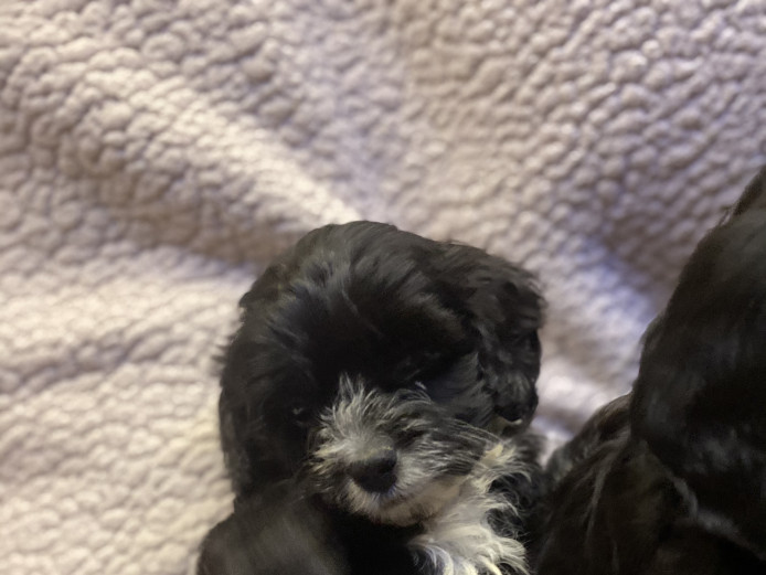 Beautiful cavapoo puppies 