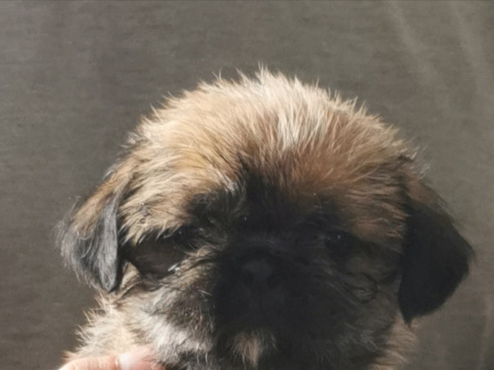 Chunky pugzu puppies for sale