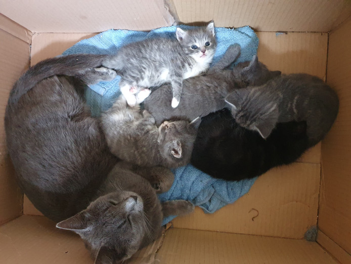 Beautiful half British kittens left.