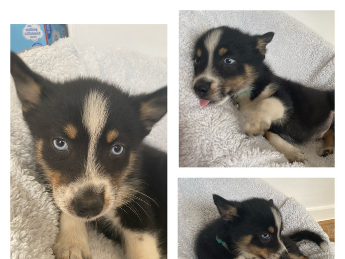 3 male pomsky puppies 