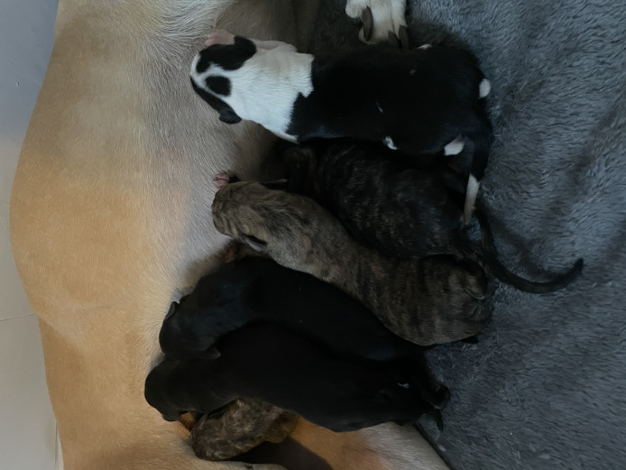 Saluki greyhound/highland whippet puppies