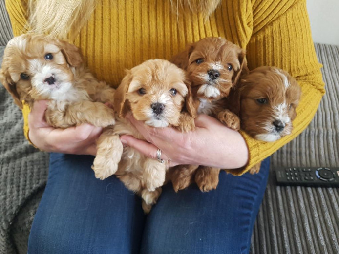 Stunning F1 Cavapoo Pups Fully Health Tested