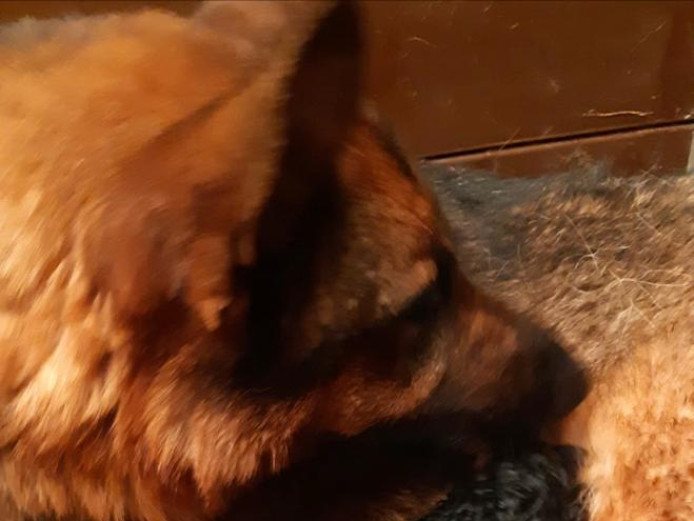 Shepadoodle puppies-gsd X standard poodle