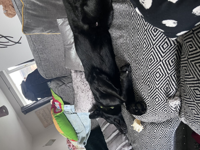 Beautiful Black German Shepherd 