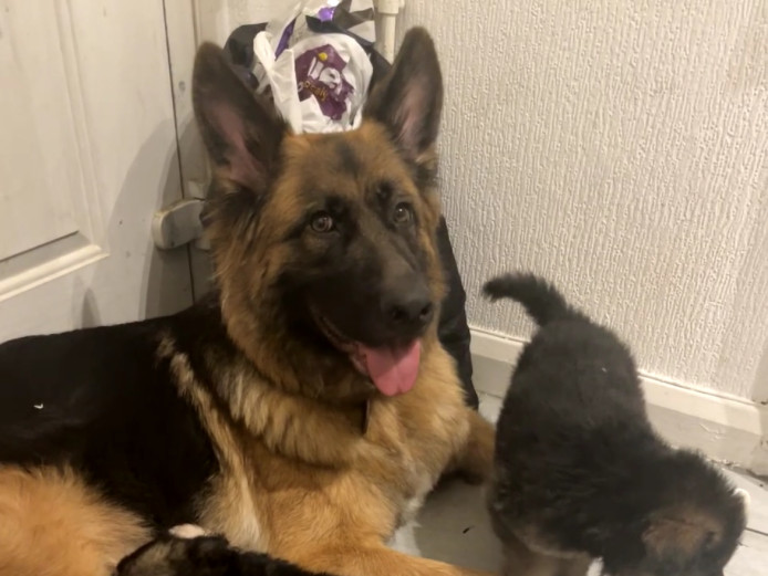 German shepherd puppys 